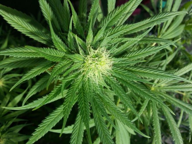 Bio Tabs NL Interview - Grow Diaries. Week 7 - Freddy's Best