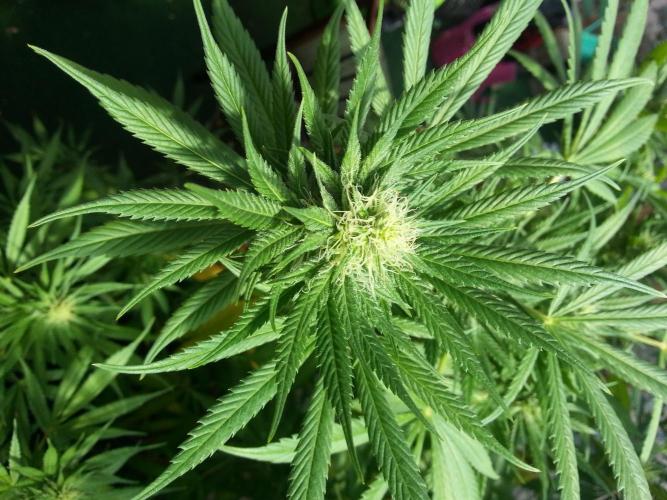 Bio Tabs NL Interview - Grow Diaries. Week 7 - Freddy's Best