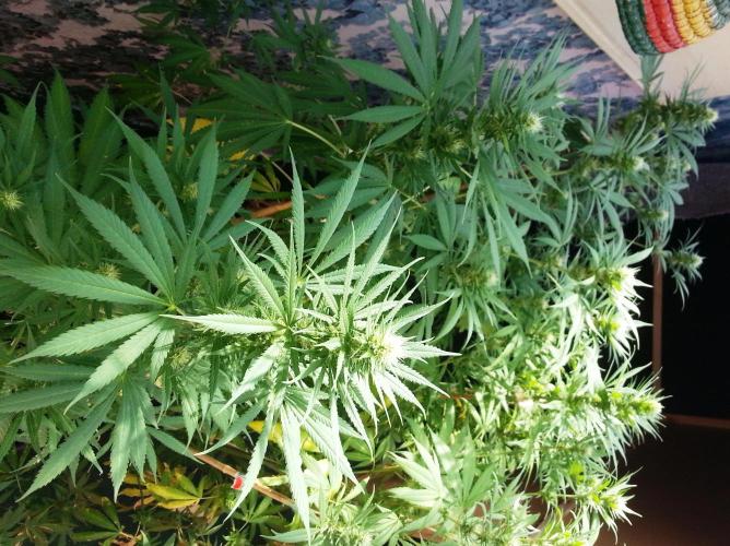 Bio Tabs NL Interview - Grow Diaries. Week 7