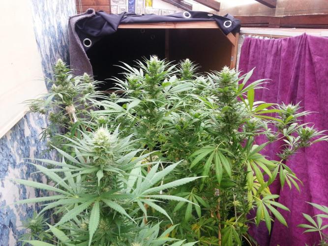 Bio Tabs NL Interview - Grow Diaries. Week 8