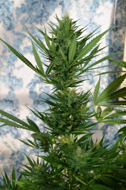 Bio Tabs NL Interview - Grow Diaries. Week 9