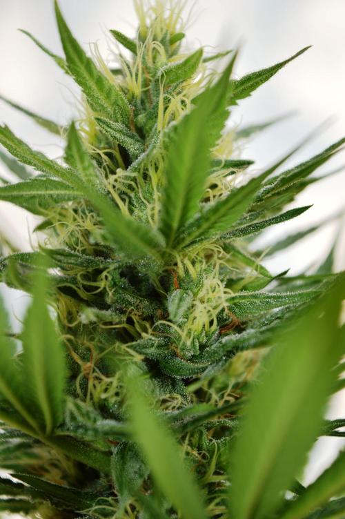 Bio Tabs NL Interview - Grow Diaries. Week 9
