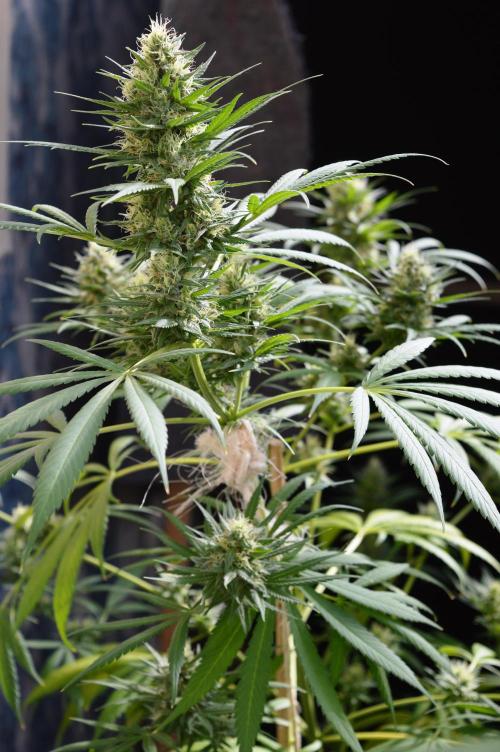 Bio Tabs NL Interview - Grow Diaries. Week 9
