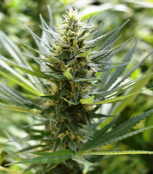 Bio Tabs NL Interview - Grow Diaries. Week 9
