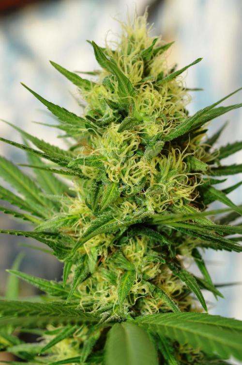 Bio Tabs NL Interview - Grow Diaries. Week 9