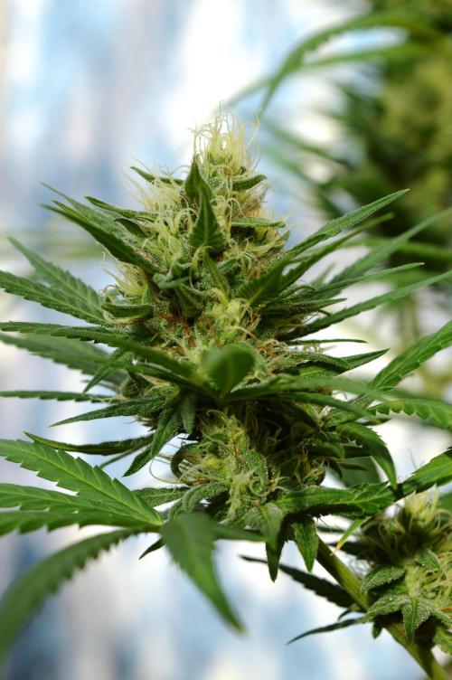 Bio Tabs NL Interview - Grow Diaries. Week 9