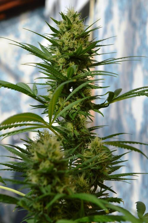 Bio Tabs NL Interview - Grow Diaries. Week 9