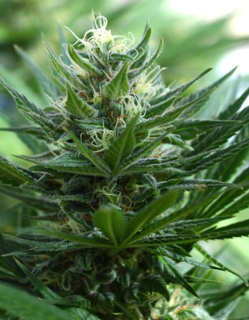 Bio Tabs NL Interview - Grow Diaries. Week 9