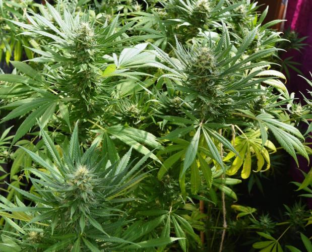 Bio Tabs NL Interview - Grow Diaries. Week 9