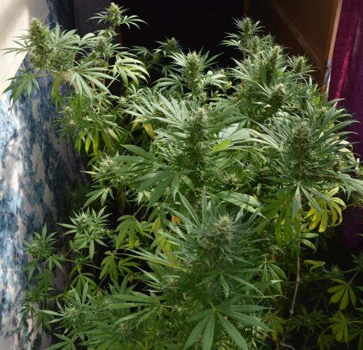 Bio Tabs NL Interview - Grow Diaries. Week 9