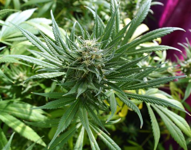 Bio Tabs NL Interview - Grow Diaries. Week 9