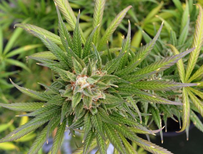 Bio Tabs NL Interview - Grow Diaries. Week 10