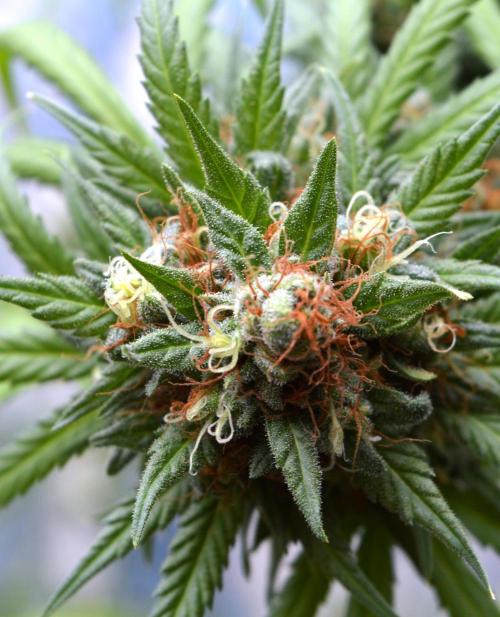 Bio Tabs NL Interview - Grow Diaries. Week 10