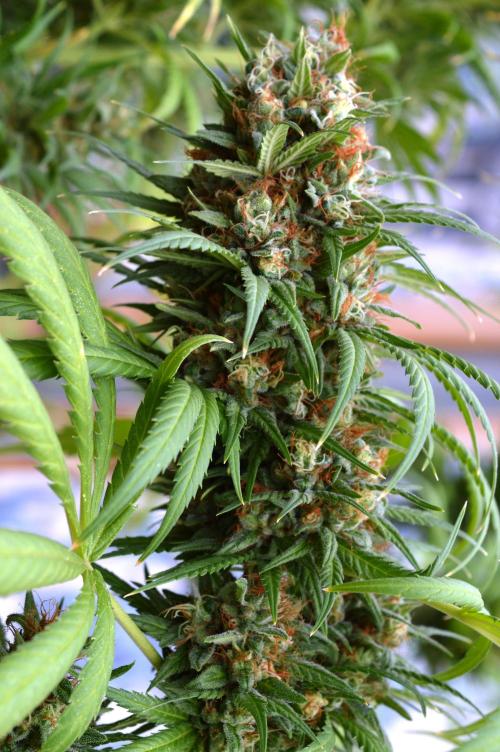 Bio Tabs NL Interview - Grow Diaries. Week 10