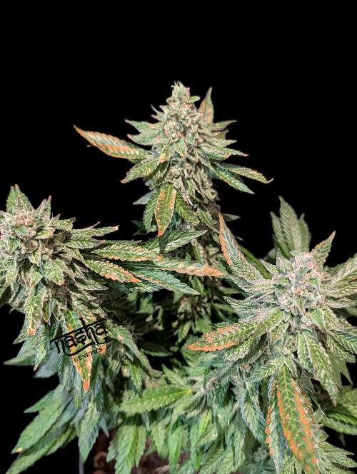 Snapple Apple - Sponsored by Biotabs. Week 14