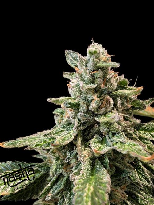 Snapple Apple - Sponsored by Biotabs. Week 14