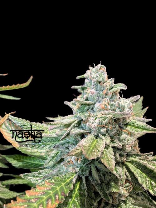 Snapple Apple - Sponsored by Biotabs. Week 14