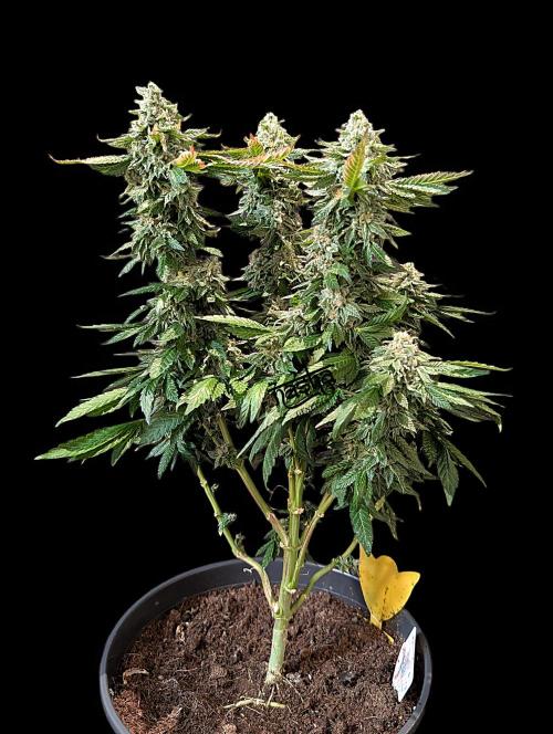 Snapple Apple. Week 14