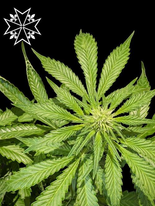 Aficionado Special - UNKNOWN - Bio Tabs. Week 7
