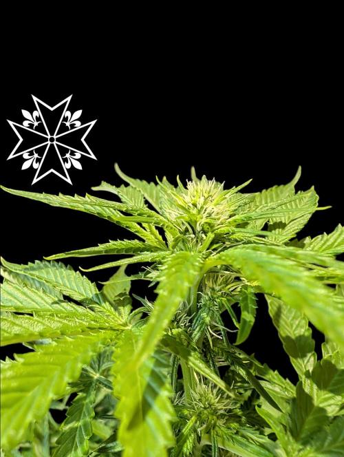 Aficionado Special - UNKNOWN - Bio Tabs. Week 7