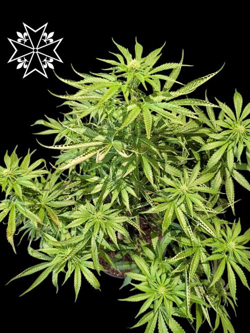 Aficionado Special - UNKNOWN - Bio Tabs. Week 7