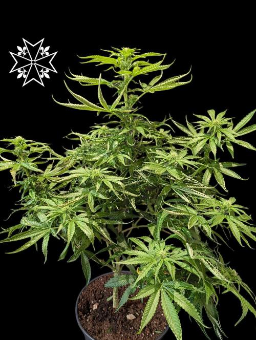 Unknown Mary Jane Free Seed. Week 7