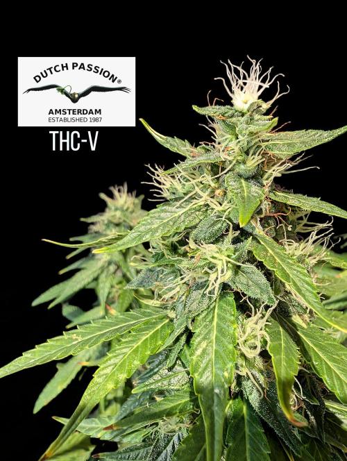 THC - Victory #2 - Sponsored by Biotabs. Week 14