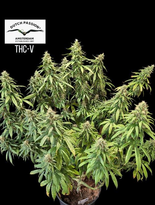 THC - Victory #2 - Sponsored by Biotabs. Week 14
