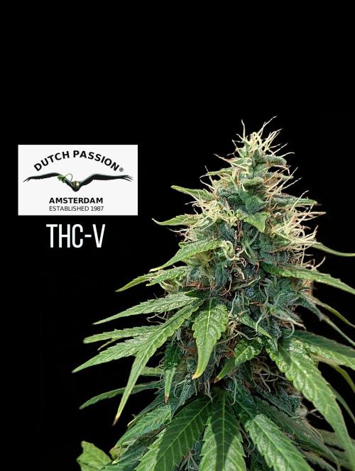 THC - Victory #2 - Sponsored by Biotabs. Week 14