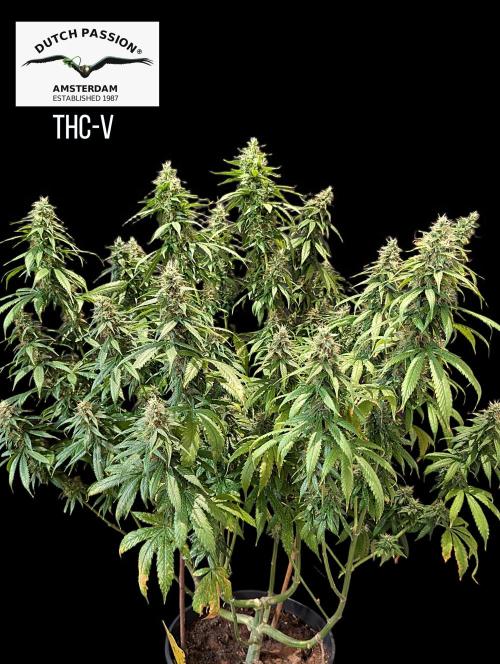 THC - Victory #2 - Sponsored by Biotabs. Week 14