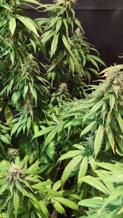 THC - Victory #2 - Sponsored by Biotabs