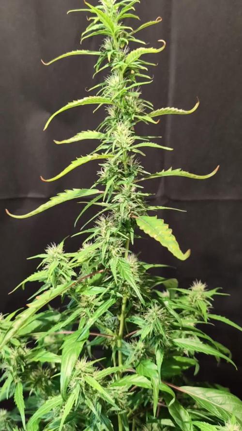 Cali Orange Bud - BioTabs.nl Grow