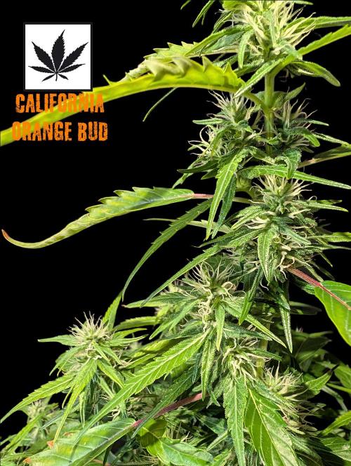Cali Orange Bud - BioTabs.nl Grow. Week 12