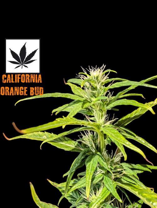 Cali Orange Bud - BioTabs.nl Grow. Week 12