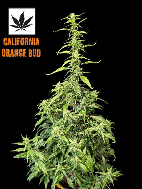 Cali Orange Bud - BioTabs.nl Grow. Week 12