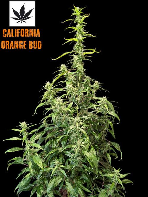 Cali Orange Bud - BioTabs.nl Grow. Week 12