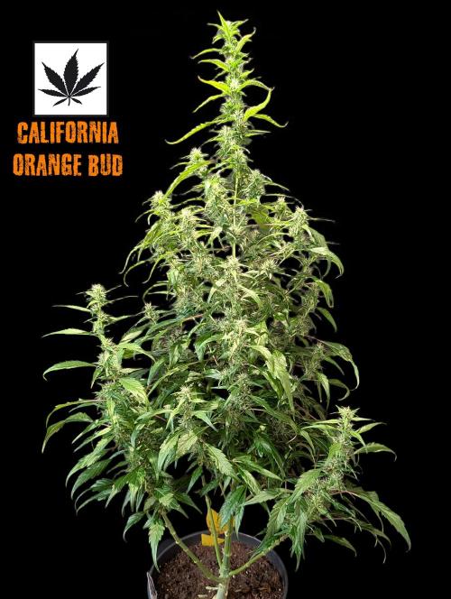 Cali Orange Bud. Week 12
