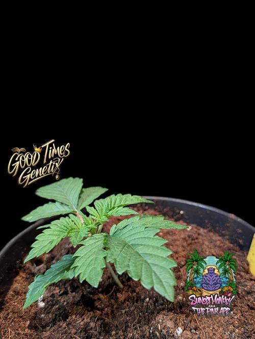 Sunset Monkey - Good Times Genetix - BTN. Week 2