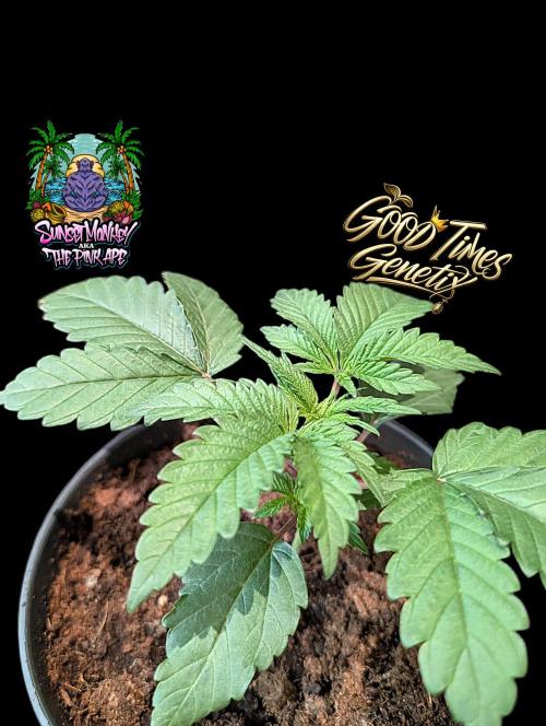 Sunset Monkey - Good Times Genetix - BTN. Week 2