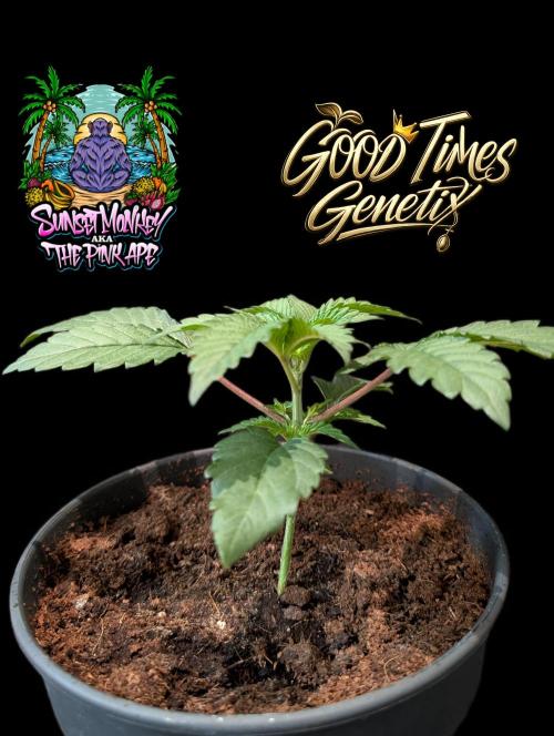 Sunset Monkey - Good Times Genetix - BTN. Week 2