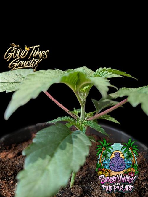 Sunset Monkey - Good Times Genetix - BTN. Week 2