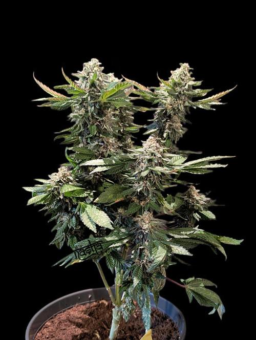 Snapple Apple - Sponsored by Biotabs. Week 15