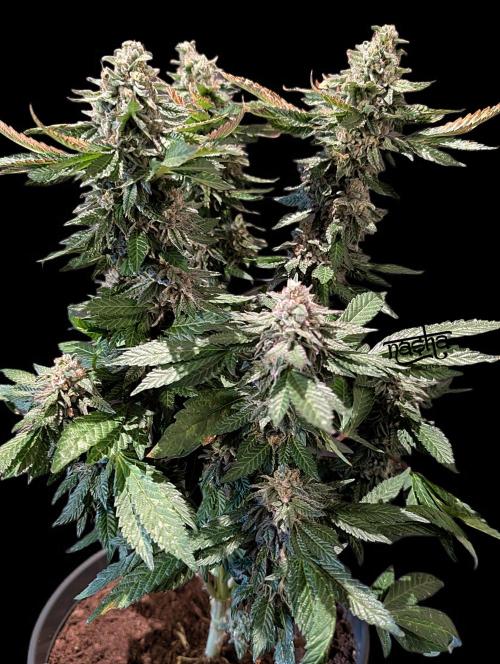 Snapple Apple - Sponsored by Biotabs. Week 15