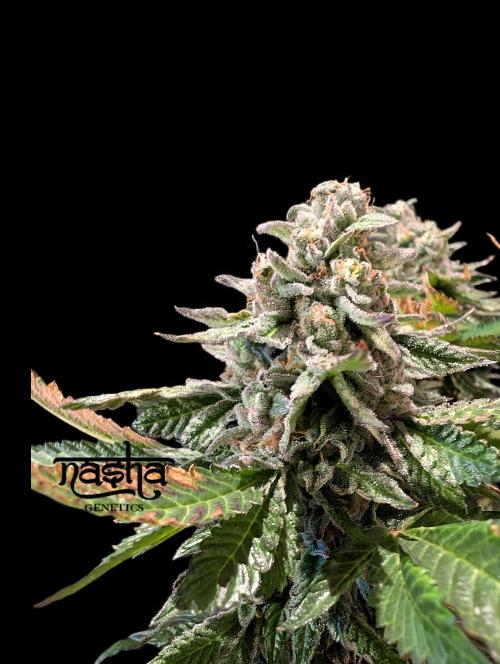 Snapple Apple - Sponsored by Biotabs. Week 15
