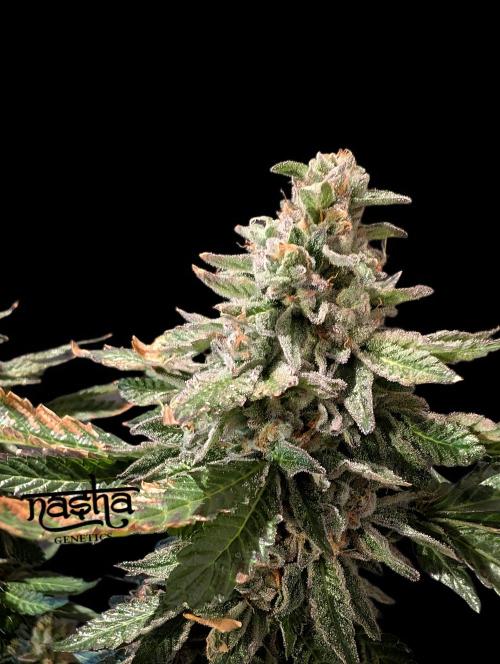Snapple Apple - Sponsored by Biotabs. Week 15