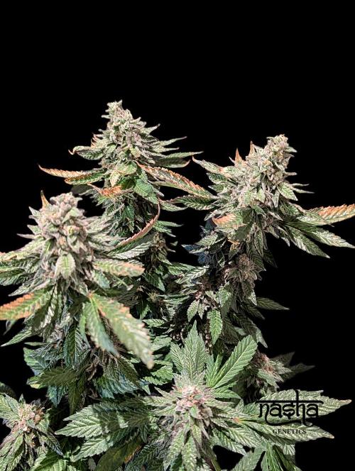Snapple Apple - Sponsored by Biotabs. Week 15