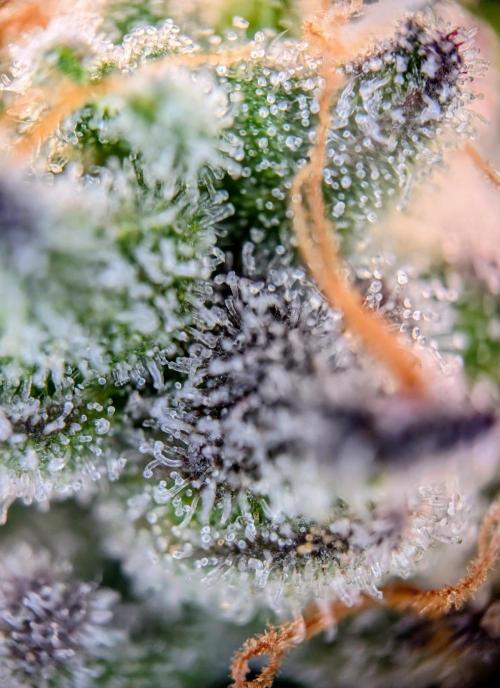 Snapple Apple - Sponsored by Biotabs. Week 15