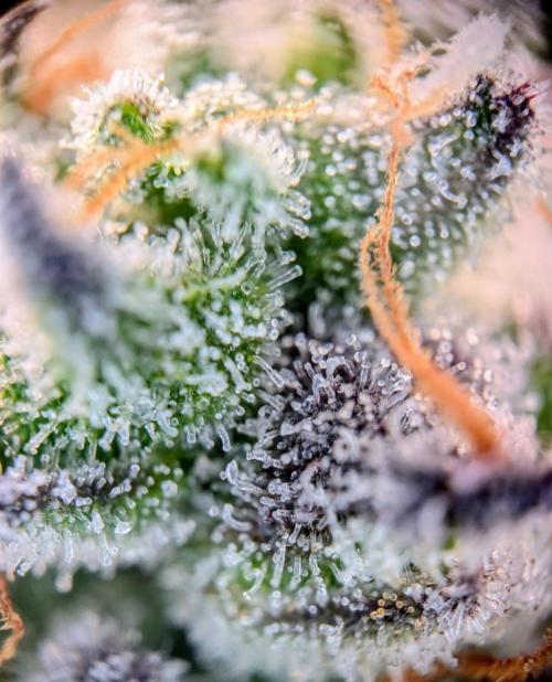 Snapple Apple. Week 15