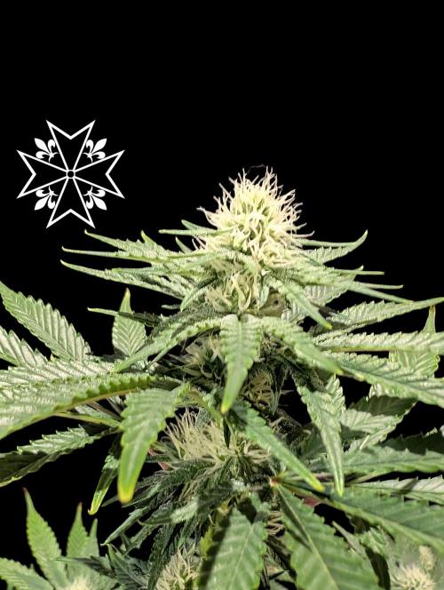 Aficionado Special - UNKNOWN - Bio Tabs. Week 8