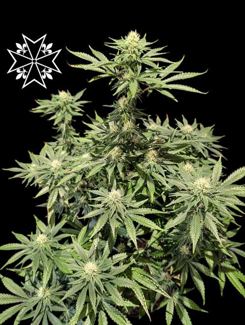 Aficionado Special - UNKNOWN - Bio Tabs. Week 8